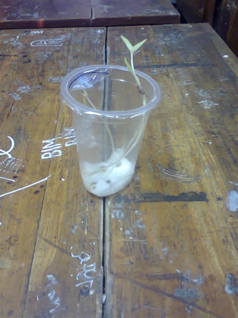 Cara menanam kacang hijau di aqua gelas dengan kapas  Alat dan Bahan